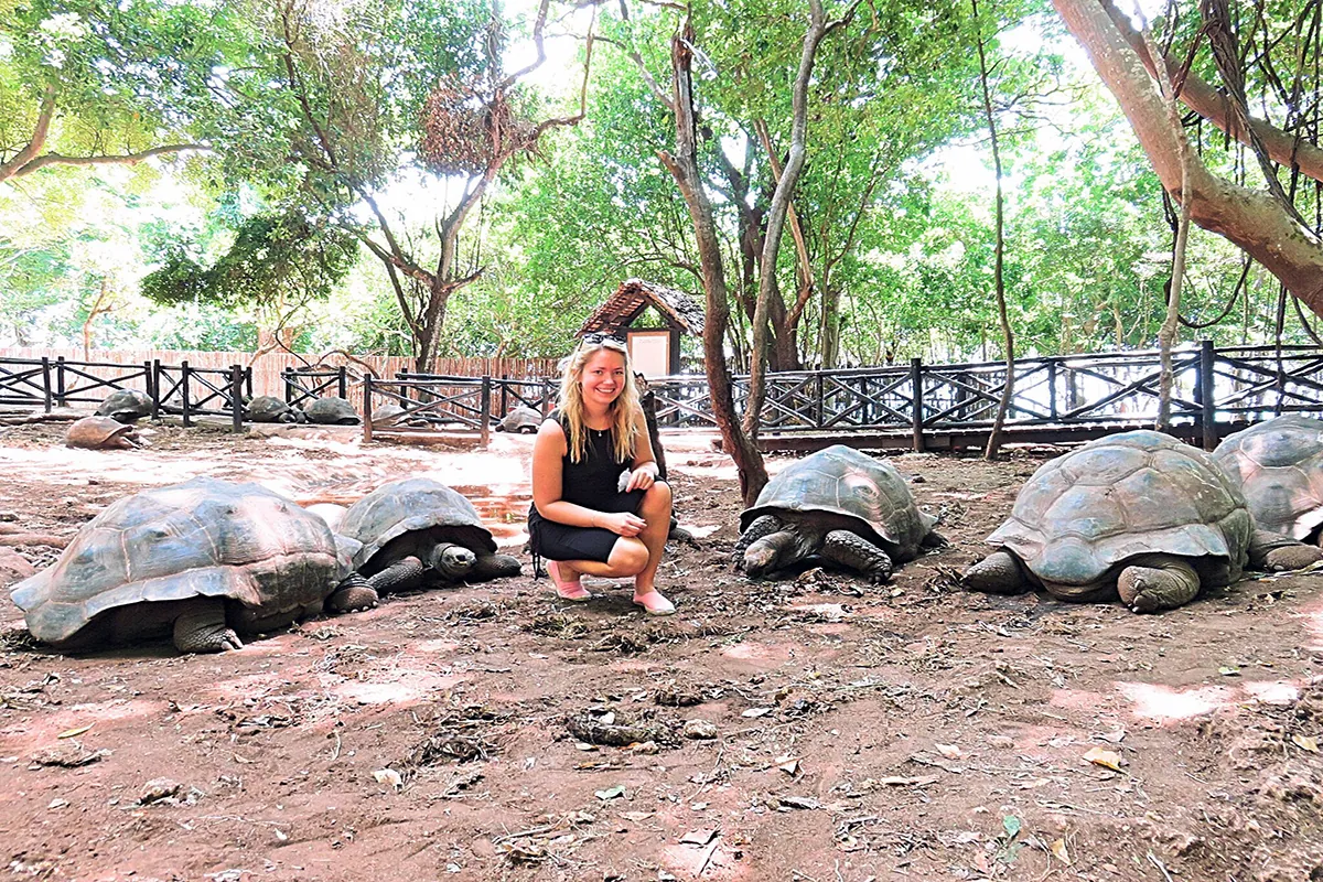 Group of Aldabra giant tortoises at the Prison Island sanctuary