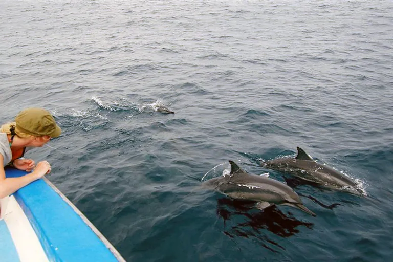 Dolphins surfacing near a boat at Kizimkazi, Zanzibar