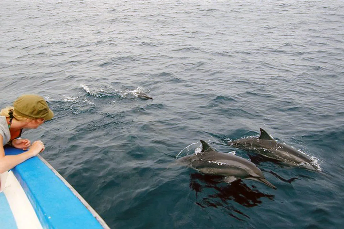 Dolphins surfacing near a boat at Kizimkazi, Zanzibar