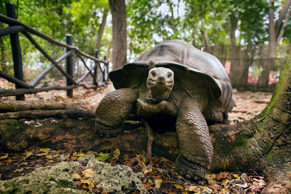 Close-up of a giant tortoise on Prison Island, Zanzibar