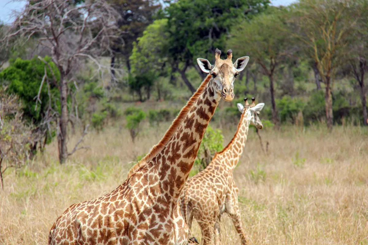 Two giraffes standing in the grassland of Mikumi National Park
