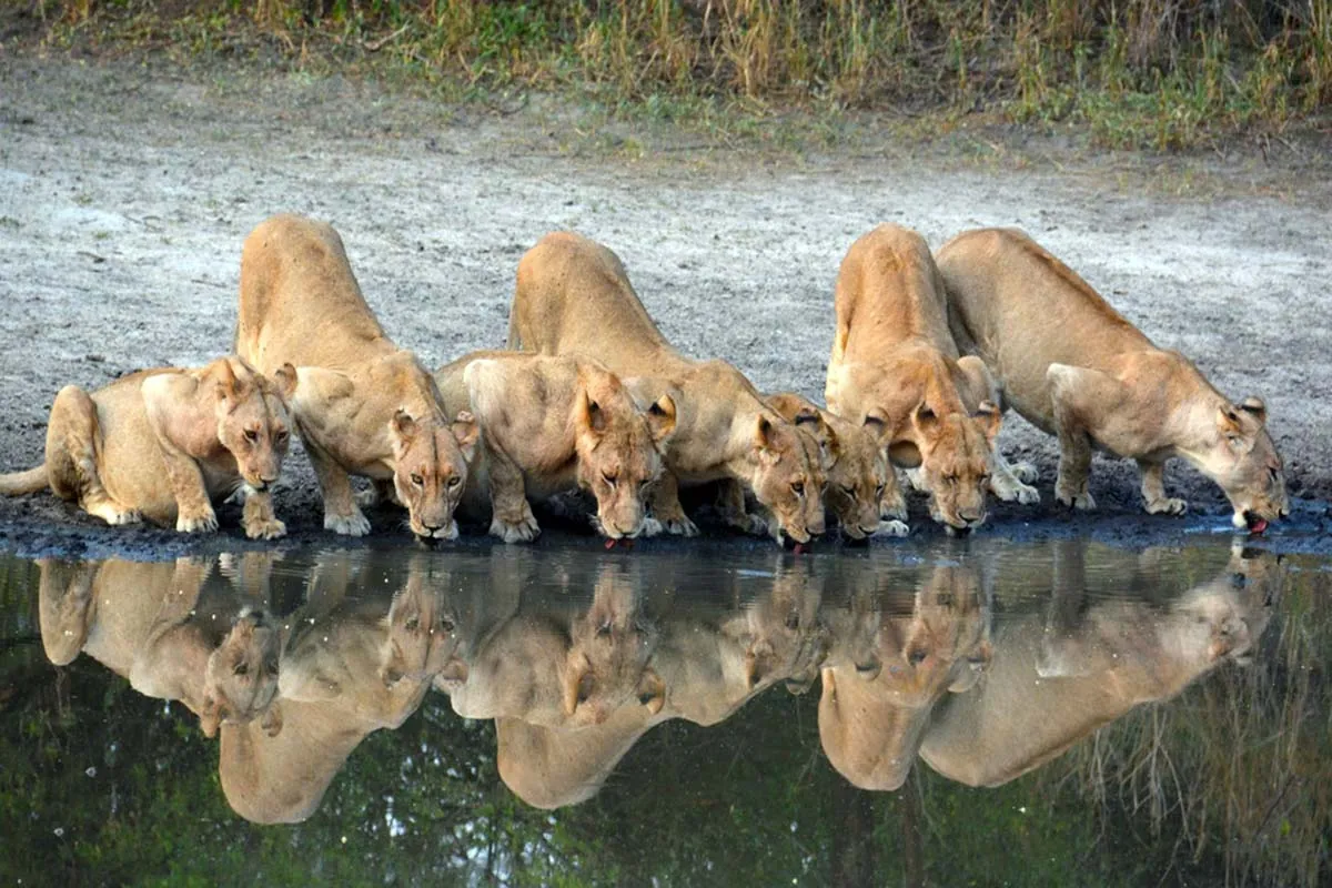 Lions drinking at a waterhole in Selous (Nyerere National Park)