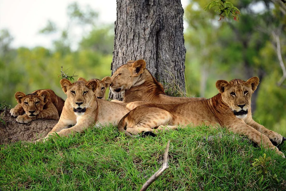 Lions resting in the shade of a tree in Selous Game Reserve