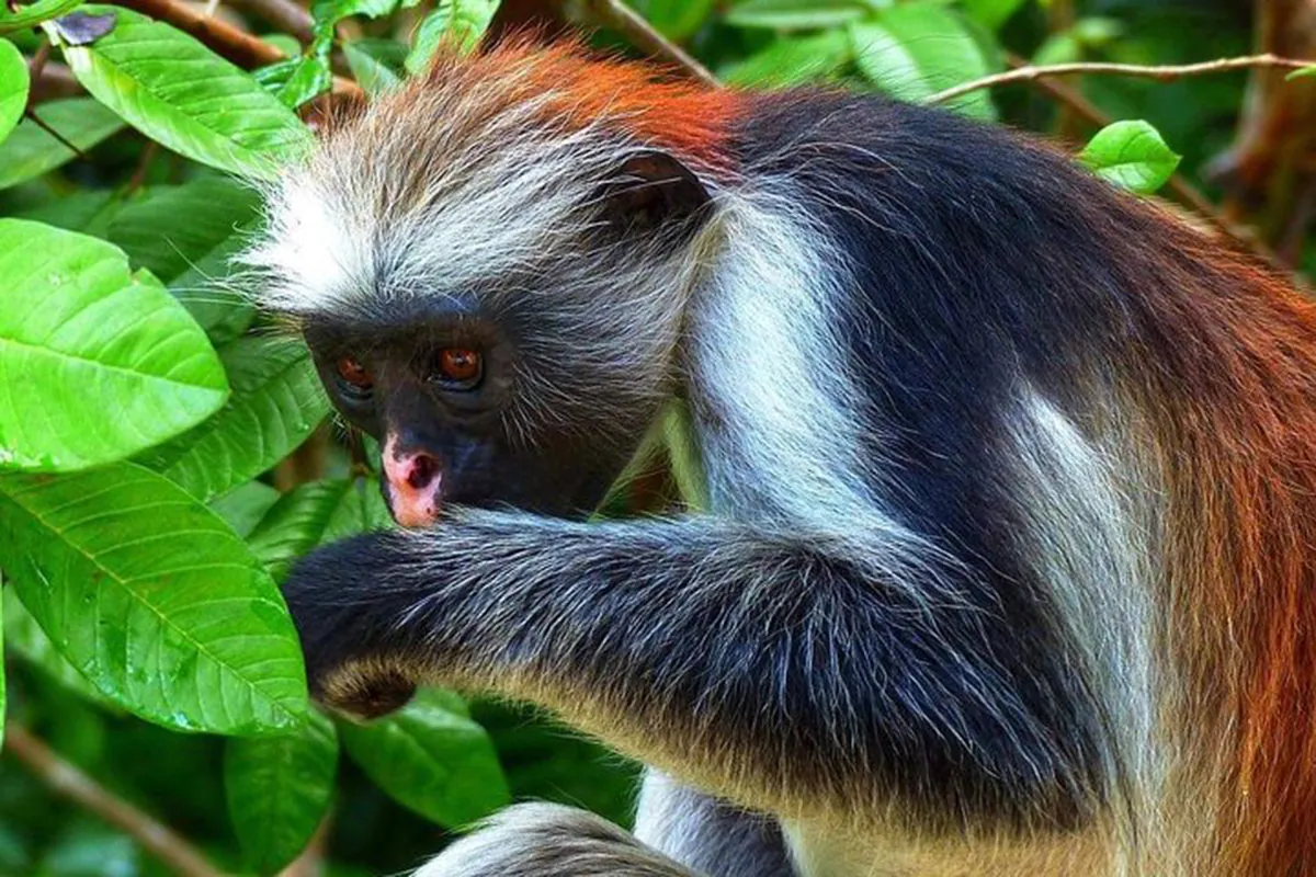 Close-up of a red colobus monkey feeding on leaves in Jozani Forest