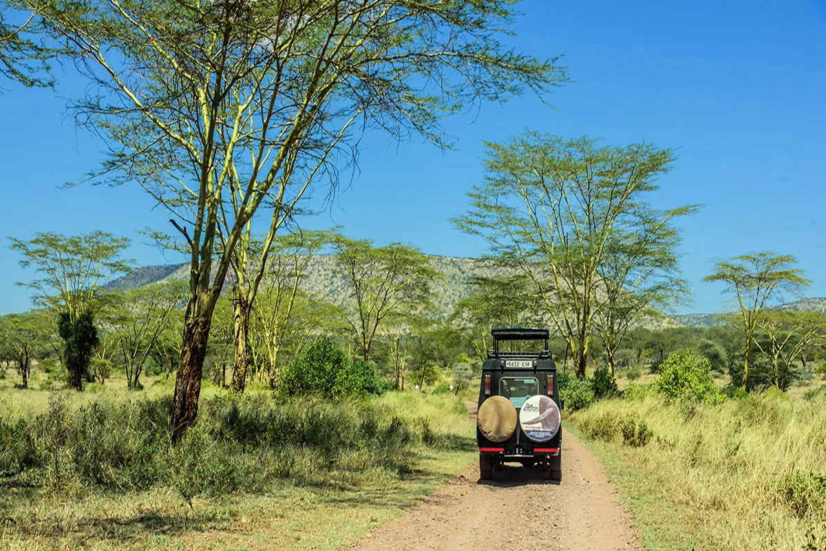 Safari vehicle driving between acacia trees in Mikumi National Park