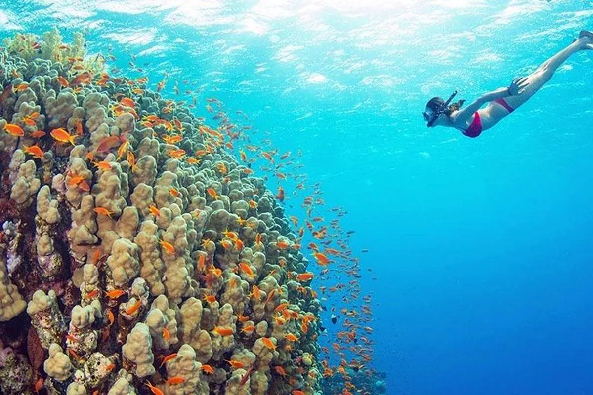 Snorkeler swimming above a colourful coral reef at Mnemba Atoll